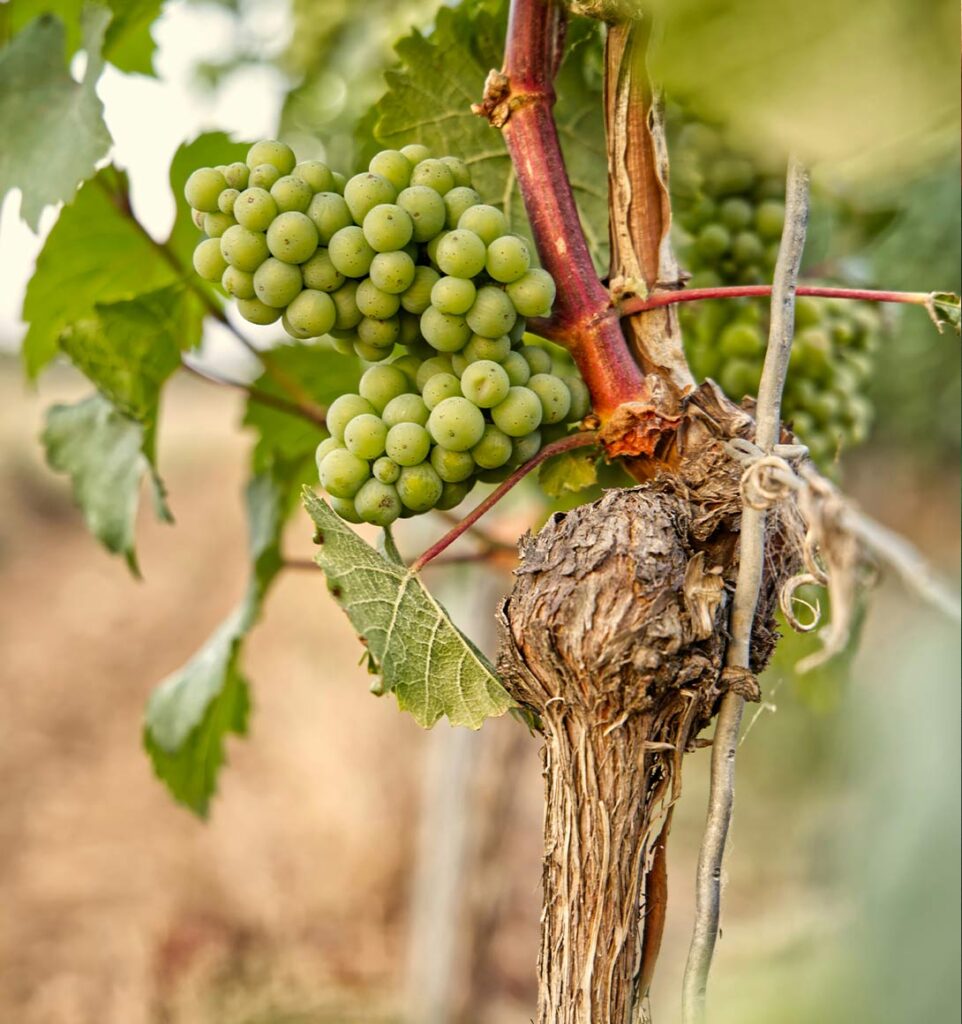 Weinrebe mit grünen Trauben.